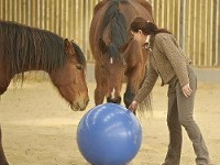 Florentine van Thiel et ses chevaux - photo de Nathalie Hupin