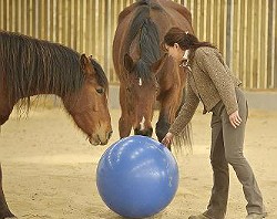 Florentine van Thiel et ses chevaux - photo de Nathalie Hupin