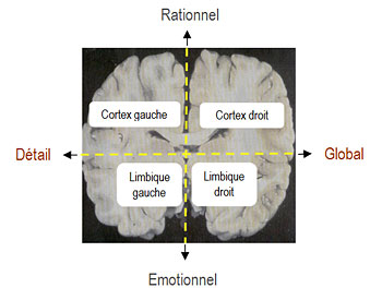 Cerveau schématique : 4 parties