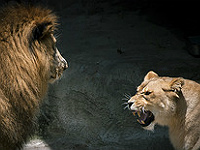 Lionne menaçant un lion : intention claire, non verbal éloquent