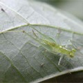 Insecte translucide vert sur feuille verte