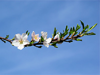 Branche de pommier en fleurs